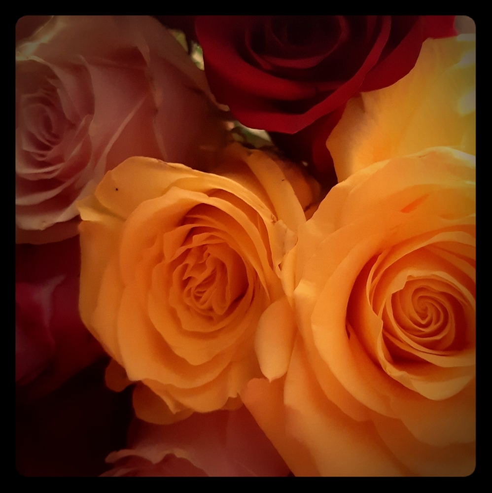 Meet your Posher, Letty